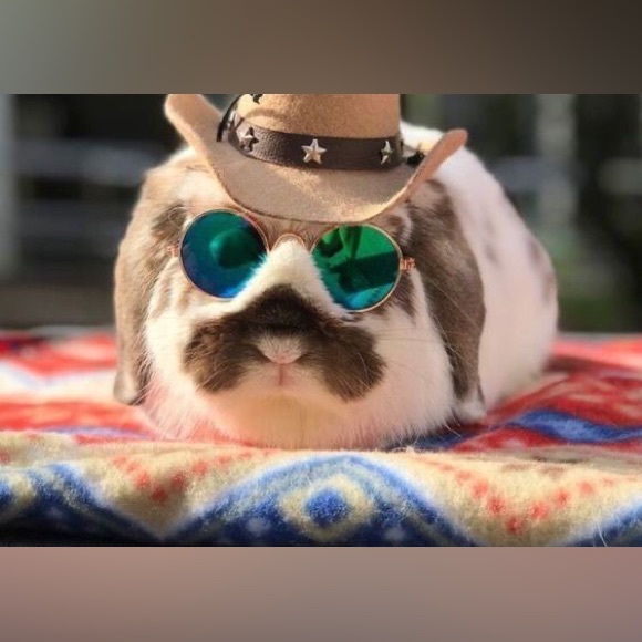 Meet your Posher, Wren - Picture 1 of 1